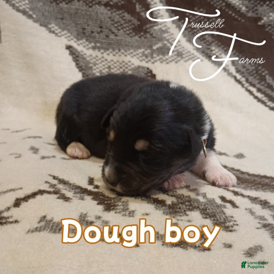 Australian Shepherd dogs Dough Boy - Ad 1