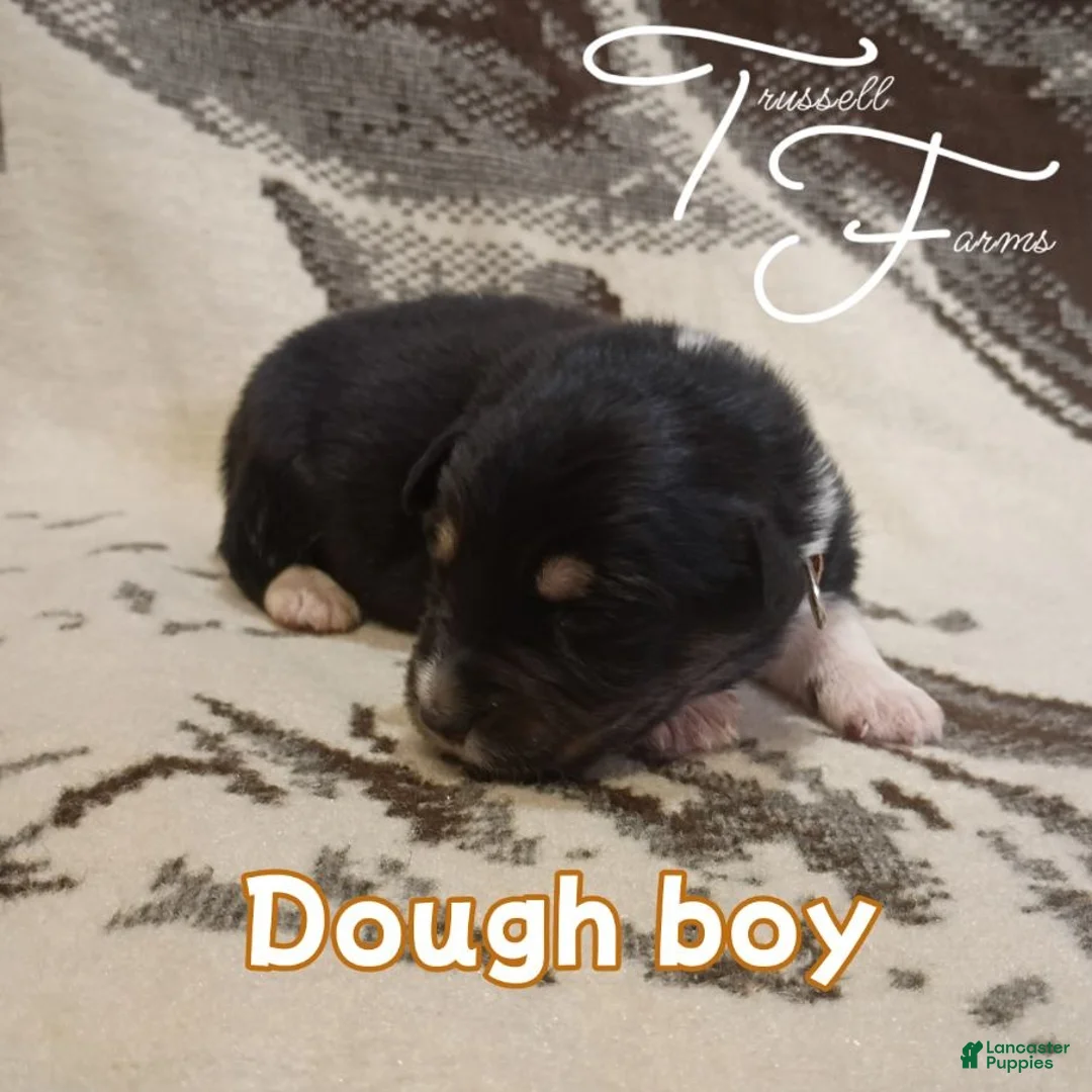 Australian Shepherd dogs for sale: Dough Boy - Ad 1