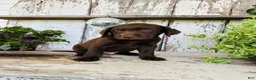 Labrador Retriever dogs for sale: Tucker  - Ad 7