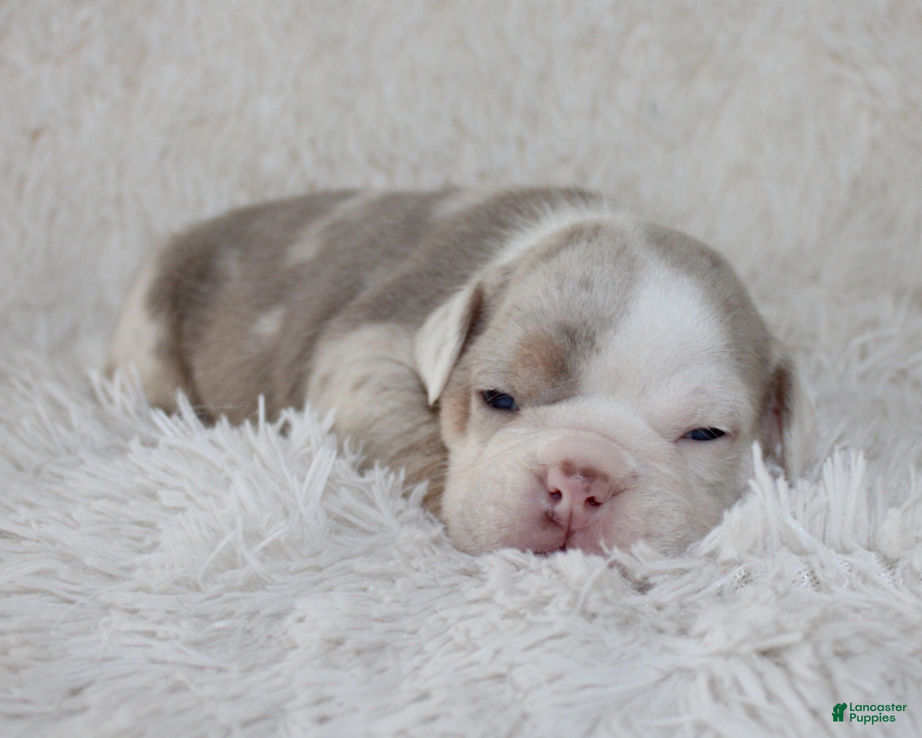 English Bulldog dogs Hattie - Ad 1