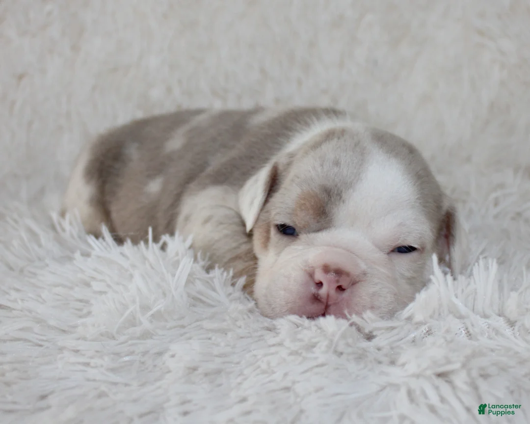 English Bulldog dogs for sale: Hattie - Ad 1