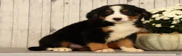Bernese Mountain Dog dogs for sale: Heather - Ad 5