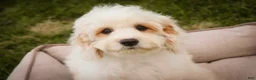 Mixed Breed dogs for sale: Gnome MUNCHKIN BERNEDOODLE - Ad 4
