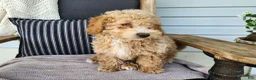 Mini Bernedoodle dogs for sale: Liam - Ad 4