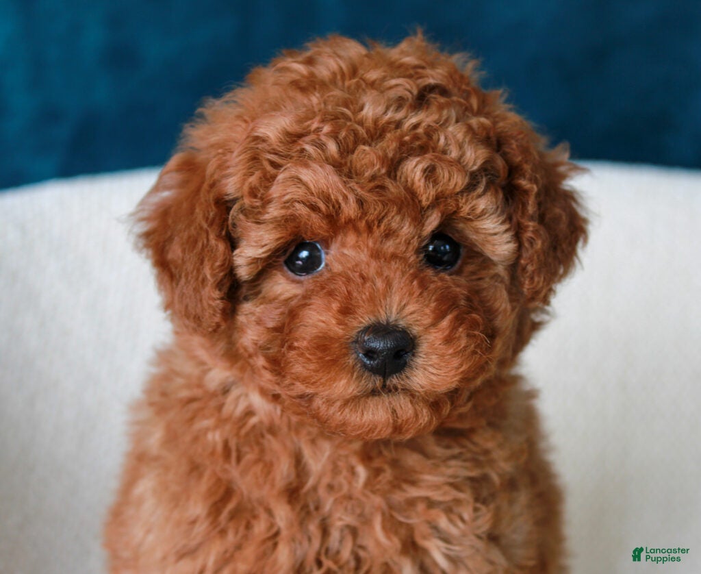 Toy Poodle dogs Joe - Ad 8