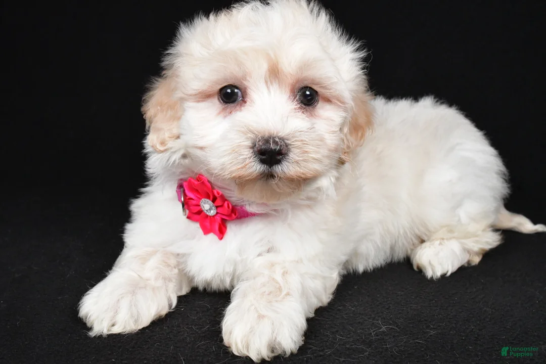Maltipoo dogs for sale: Heather - Ad 2