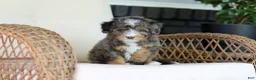 Mini Bernedoodle dogs for sale: Teddy - Ad 6