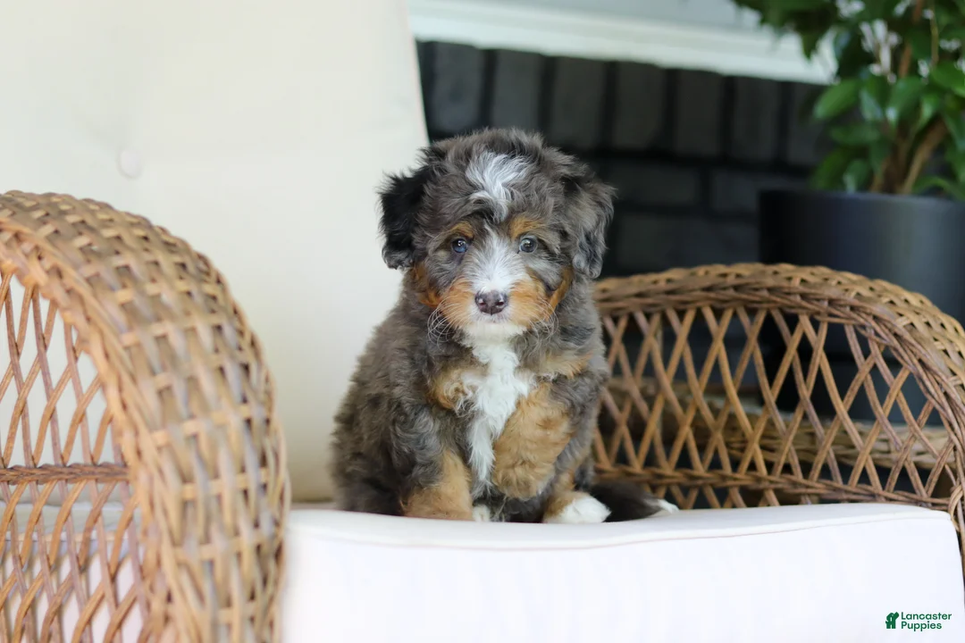 Mini Bernedoodle dogs for sale: Teddy - Ad 6