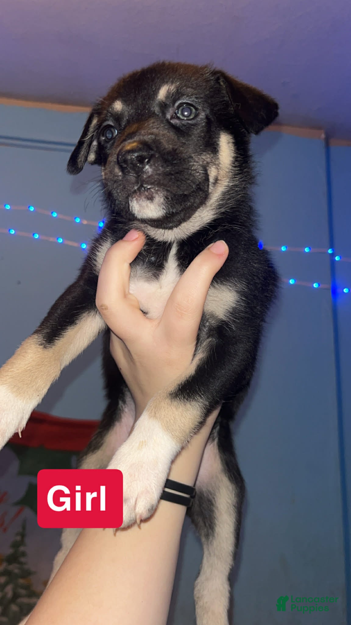 Mixed Breed dogs Brownie  - Ad 12