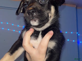 Mixed Breed dogs Brownie - Ad 12