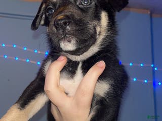 Mixed Breed dogs Brownie - Ad 12