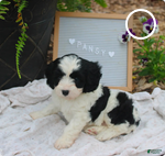 Cavapoo dogs Pansy - Ad 2