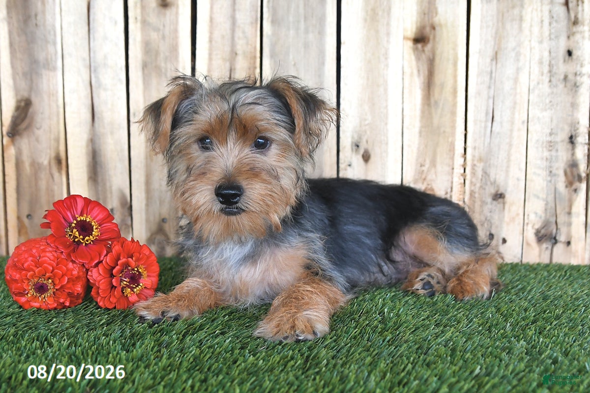 Yorkshire Terrier dogs Denny - Ad 2