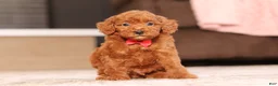 Miniature Poodle dogs for sale: Murphy (AKC) - Ad 3