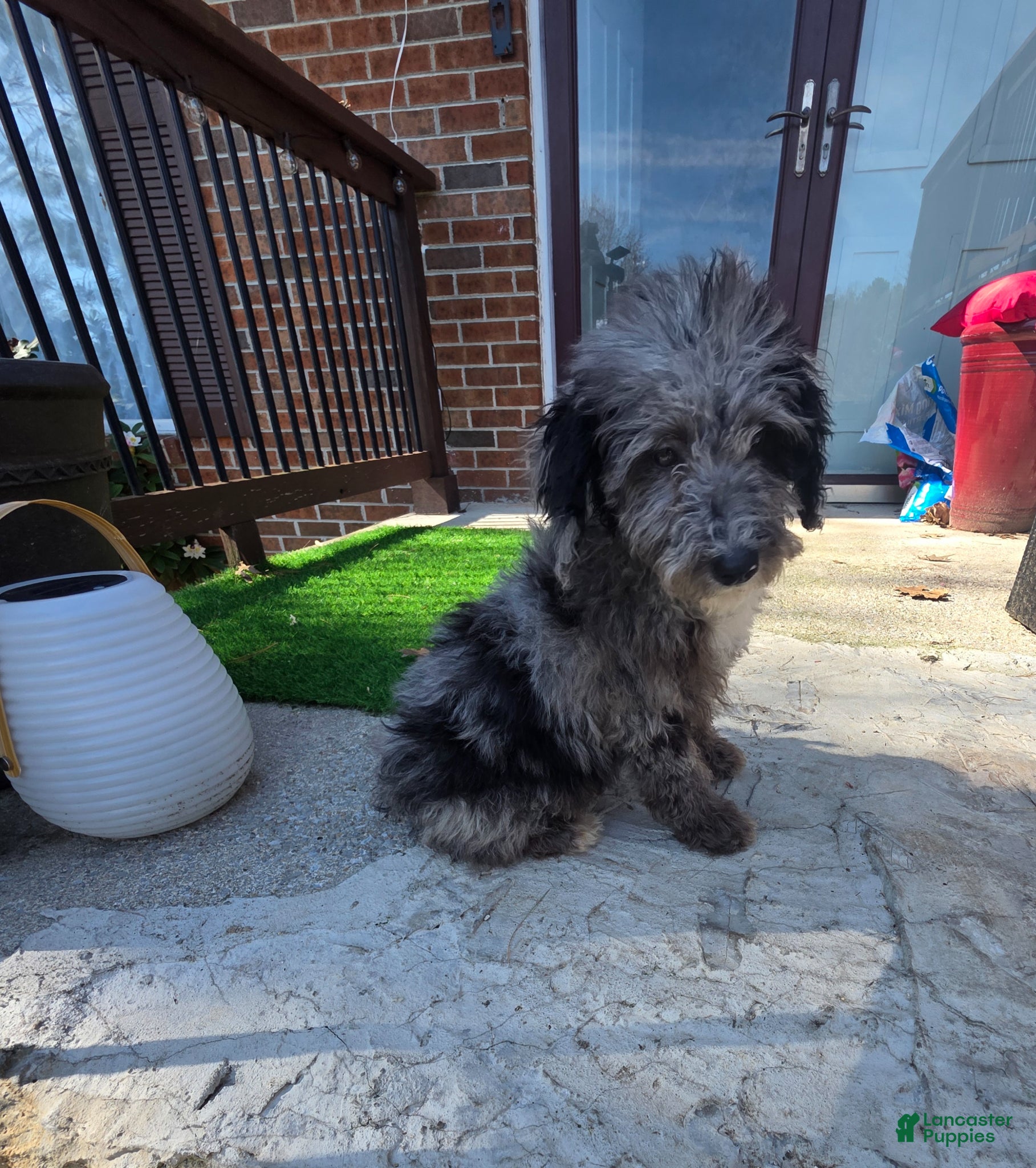 Aussiedoodle dogs Aussiedoodle Puppy 3 - Ad 2