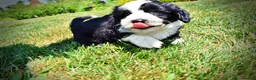 Havapoo dogs for sale: Inky - Ad 13