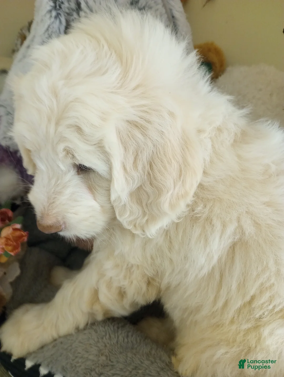 Sheepadoodle dogs for sale: Oakley - Ad 1