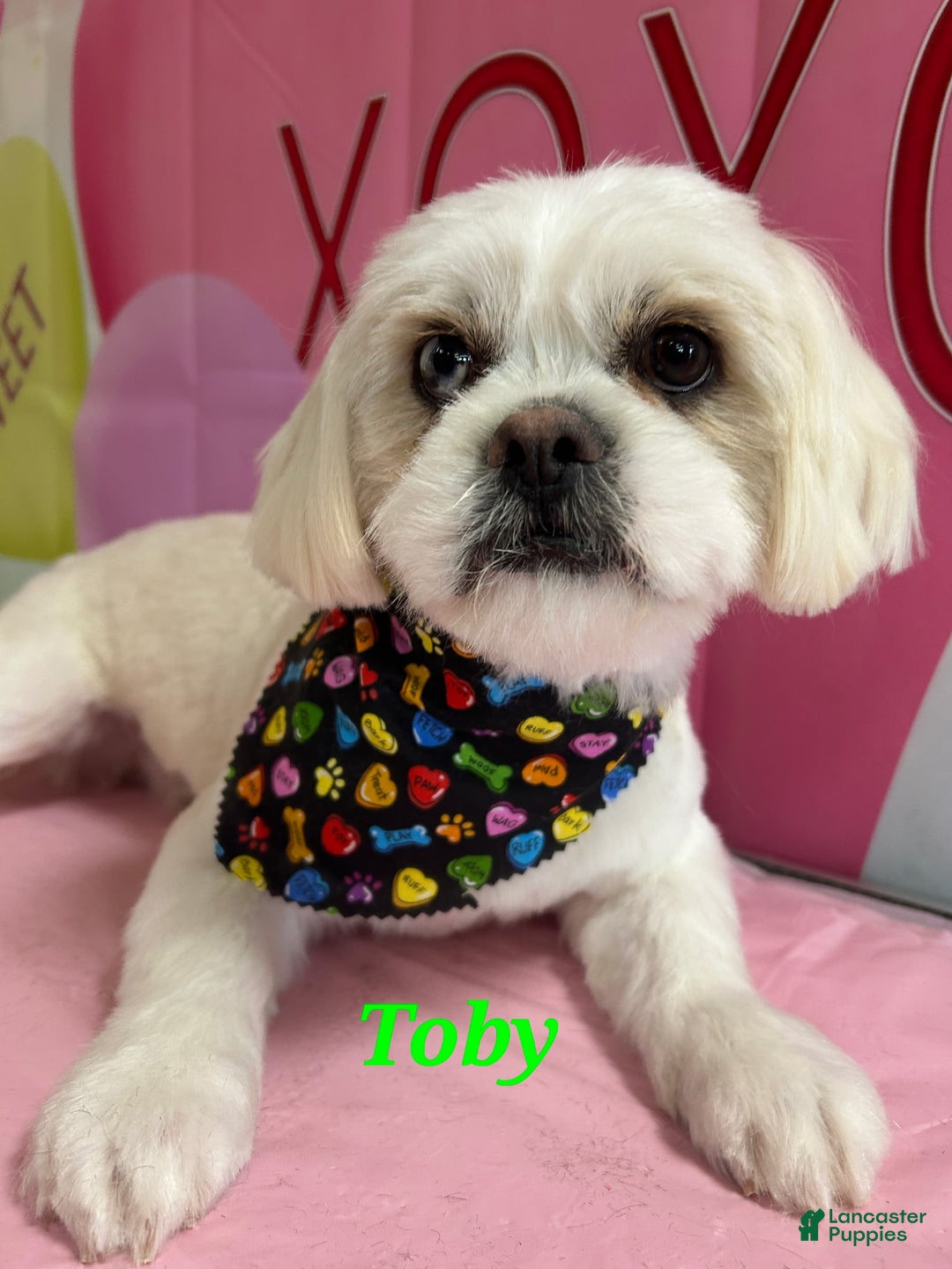 Cinnamon for sale in Hesperia Lancaster Puppies