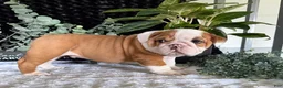 English Bulldog dogs for sale: Pork Chop - Ad 8