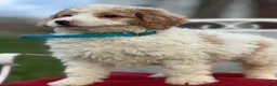 Mini Goldendoodle dogs for sale: Merlin - Ad 3