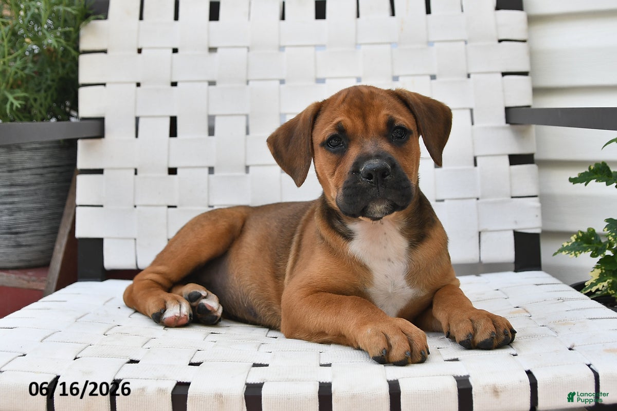 Mixed Breed dogs Charlotte - Ad 2