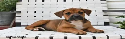 Mixed Breed dogs for sale: Charlotte - Ad 2