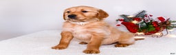 Golden Retriever dogs for sale: Goldie - Ad 10