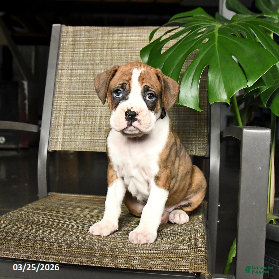 Boxer dogs Cowboy - Ad 1