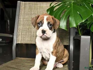 Boxer dogs for sale: Cowboy - Ad 1