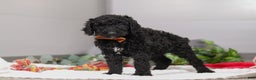 Standard Poodle dogs for sale: Izzy - Ad 2