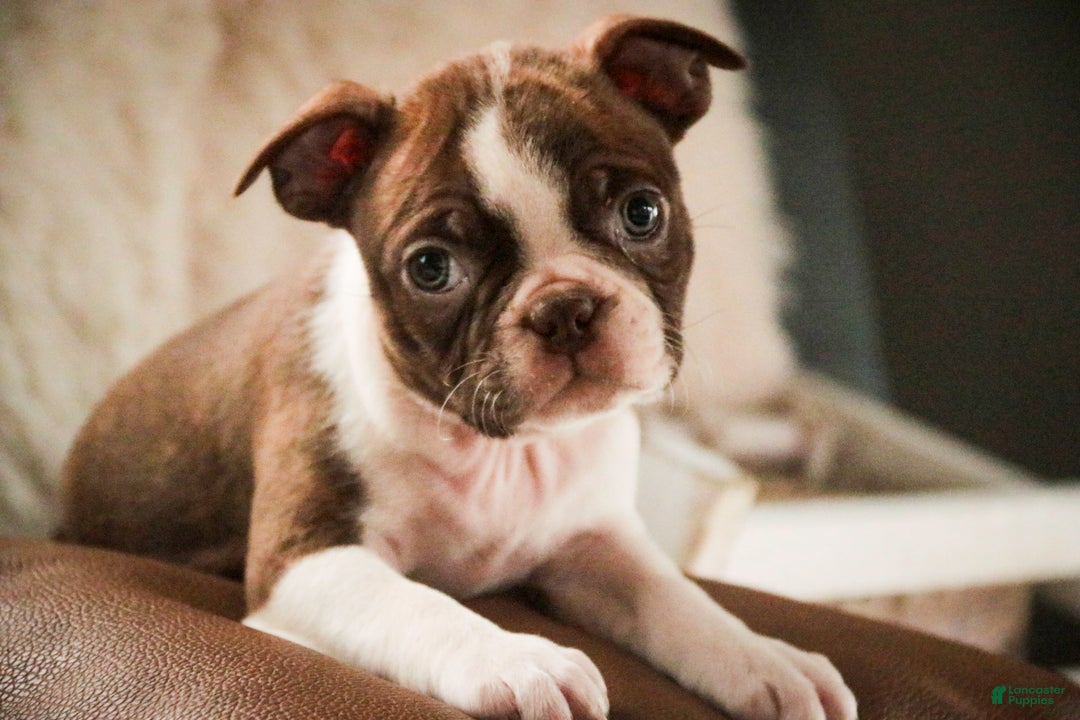Boston Terrier dogs for sale: Kade - Ad 2