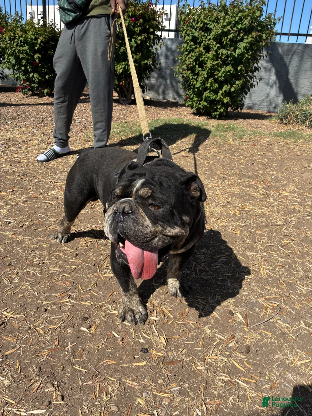 French Bulldog dogs for sale: French Bulldog Puppy 2 - Ad 1