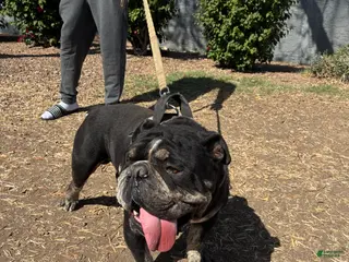 French Bulldog dogs French Bulldog Puppy 2 - Ad 29