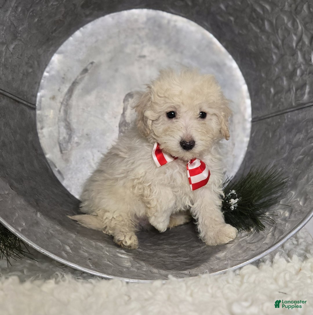 Pomapoo dogs for sale: Lonnie - Ad 2