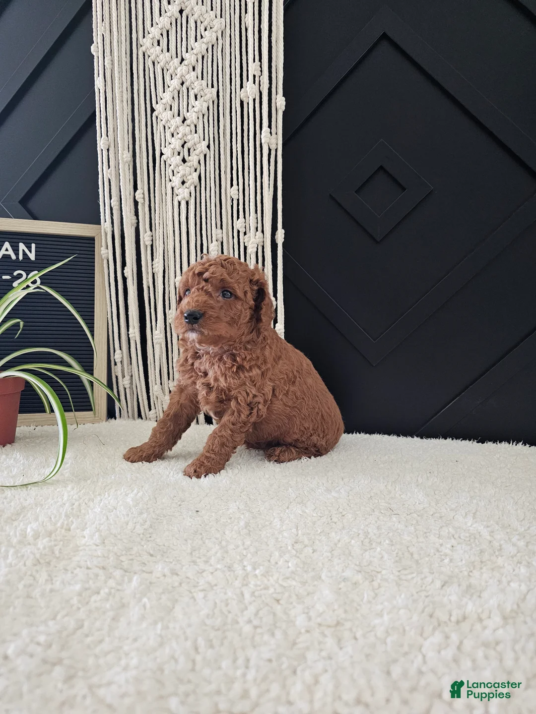 Mini Goldendoodle dogs for sale: Dylan - Ad 7