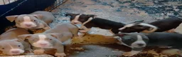 American Pit Bull Terrier dogs for sale: American Pit Bull Terrier 3 - Ad 5