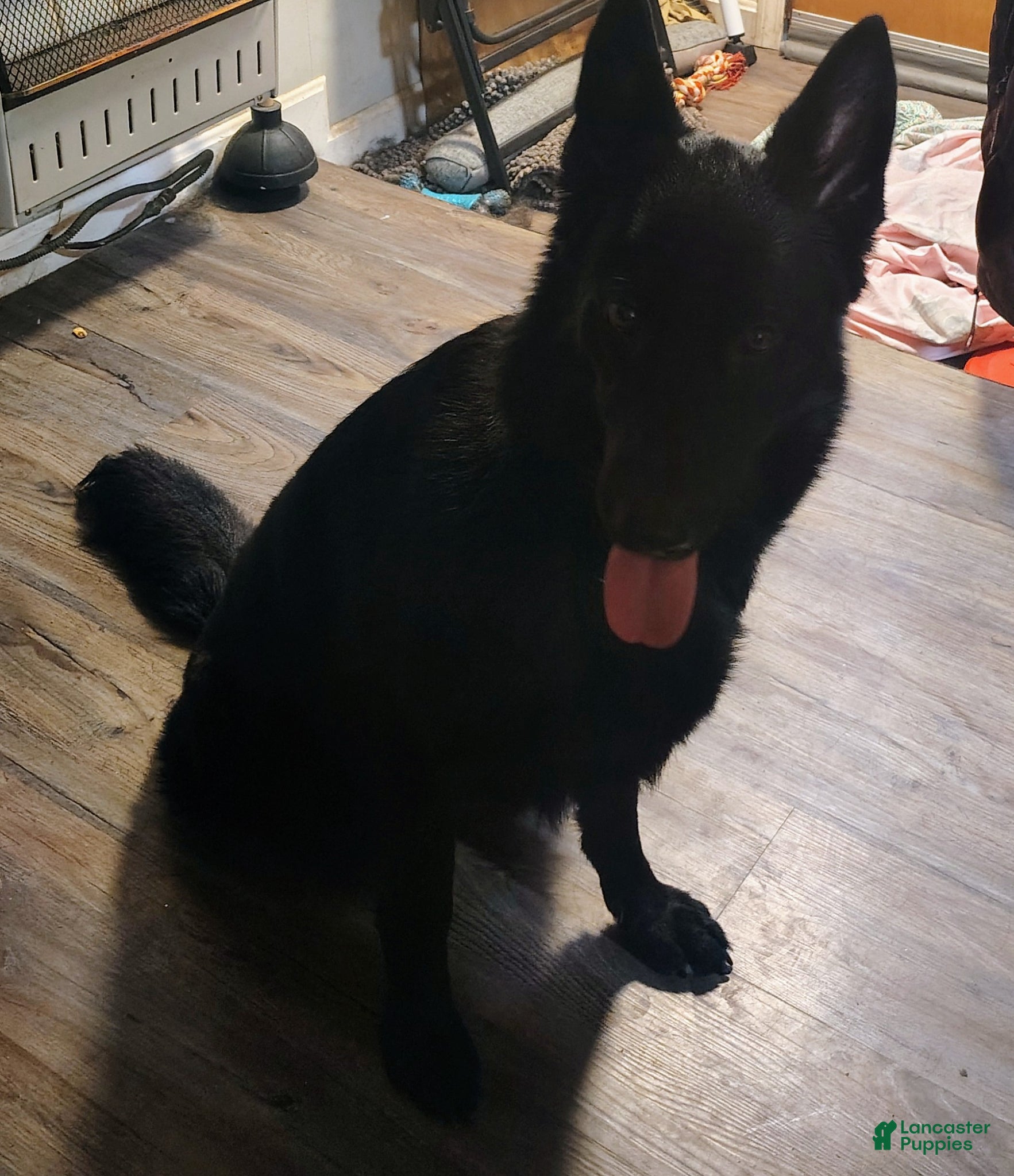 German Shepherd dogs for sale: German Shepherd Puppy 4 - Ad 2