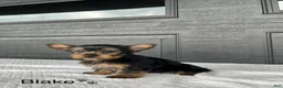 Yorkshire Terrier dogs for sale: Blake - Ad 3