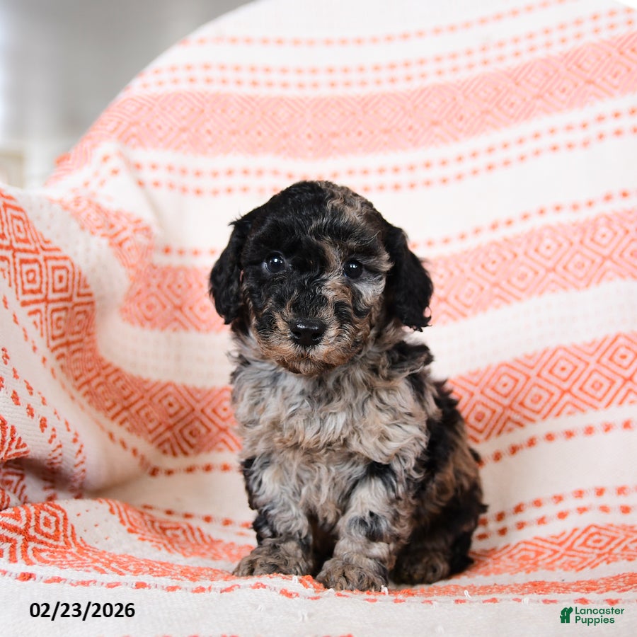 Miniature Poodle dogs for sale: Benny - Ad 3