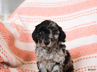 Miniature Poodle dogs for sale: Benny - Ad 3