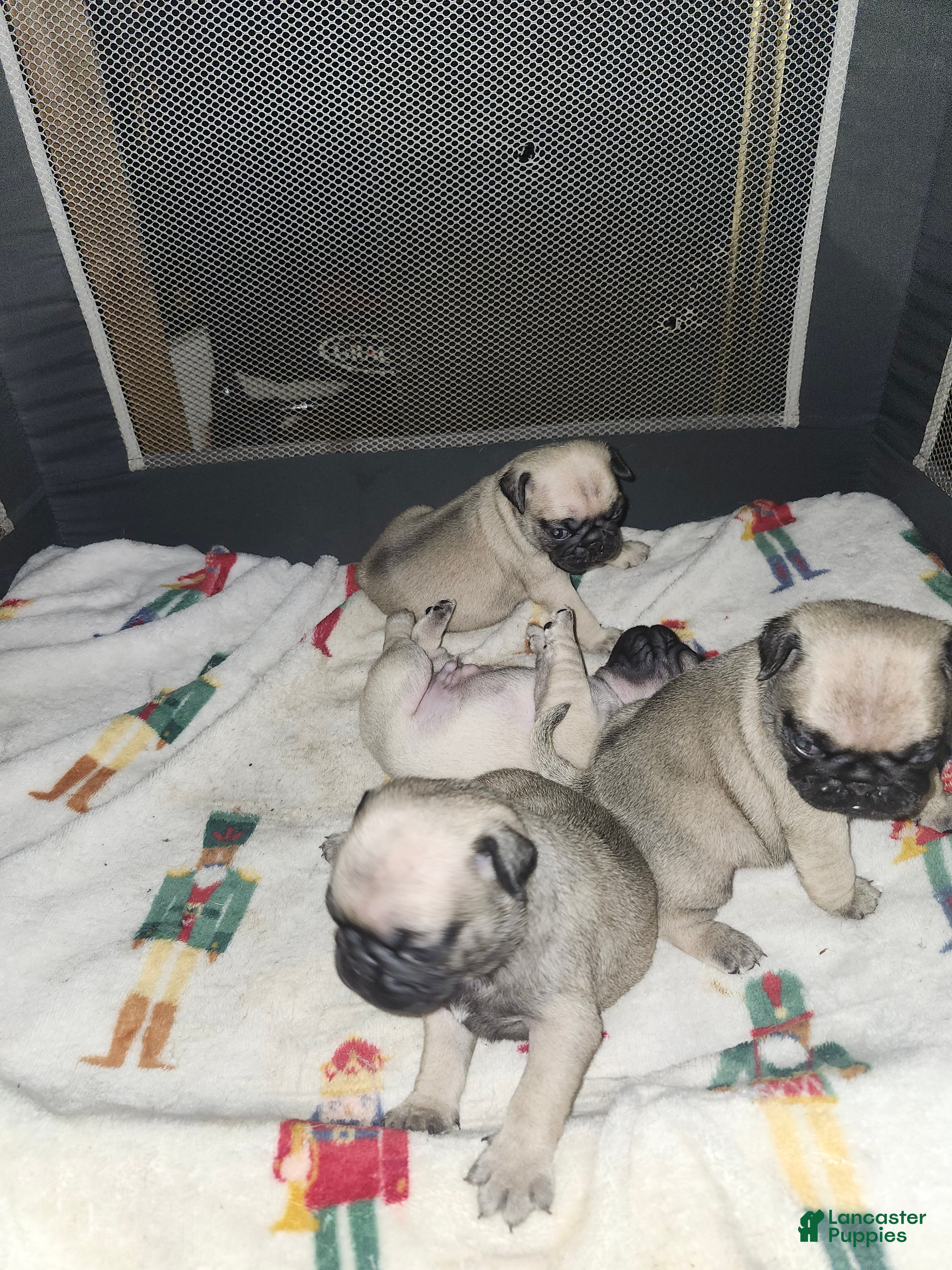 Pug dogs Pug Puppy 3 - Ad 10