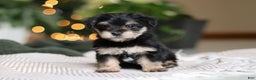 Morkie dogs for sale: Luke - Ad 8