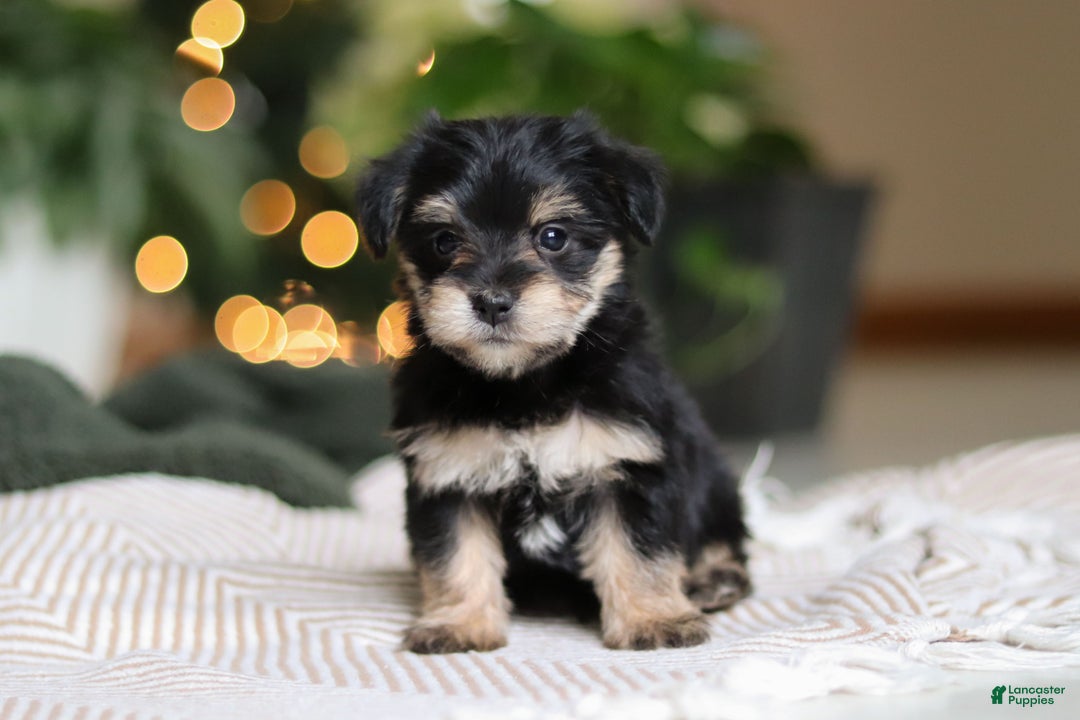 Morkie dogs for sale: Luke - Ad 8