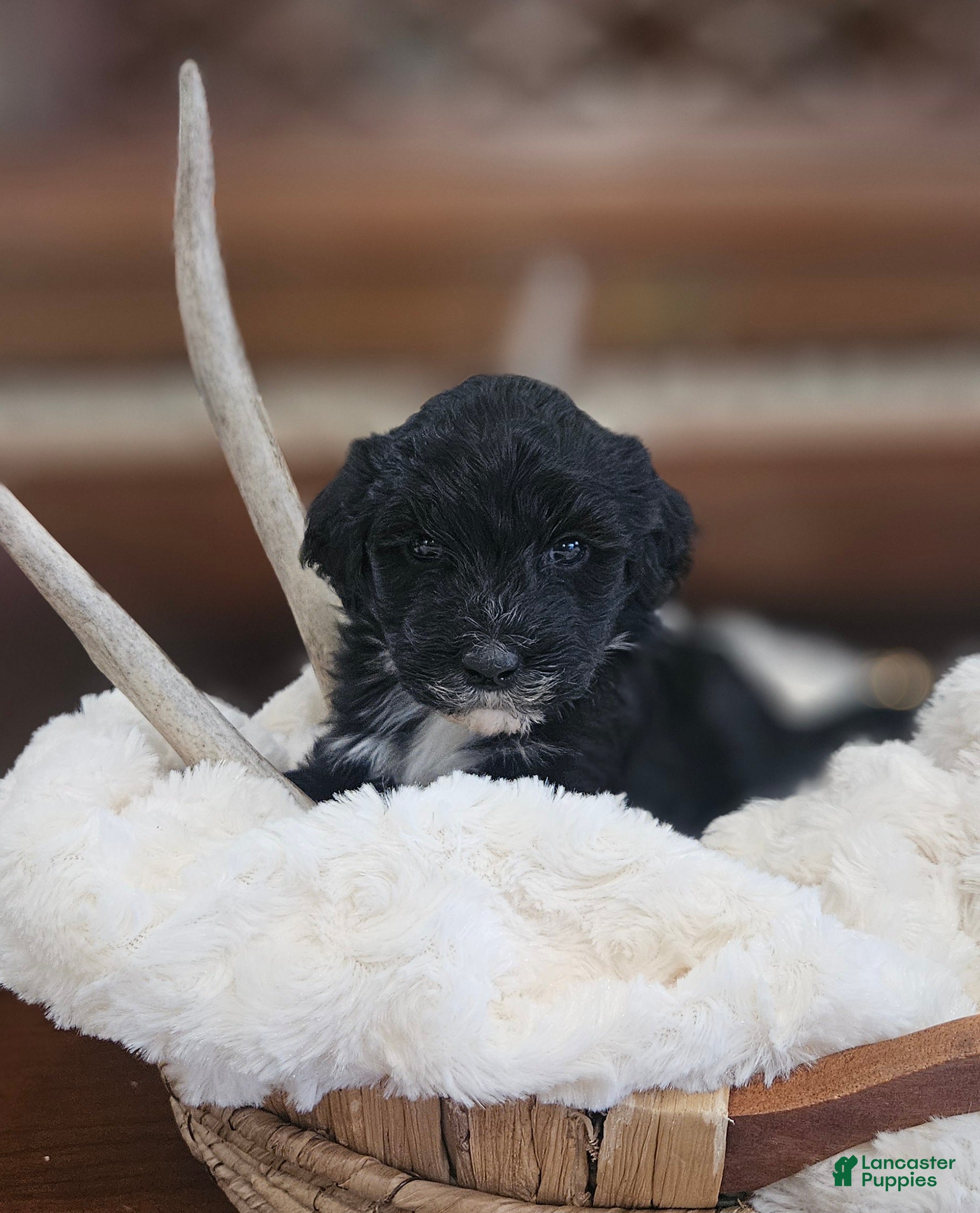 Portuguese Water Dog dogs for sale: Dottie - Ad 2