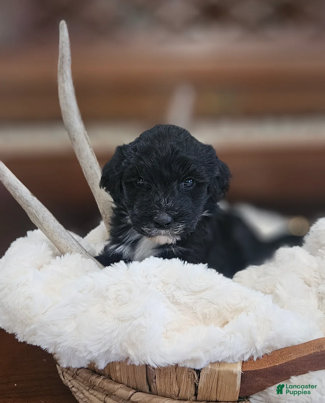 Portuguese Water Dog dogs for sale: Dottie - Ad 2