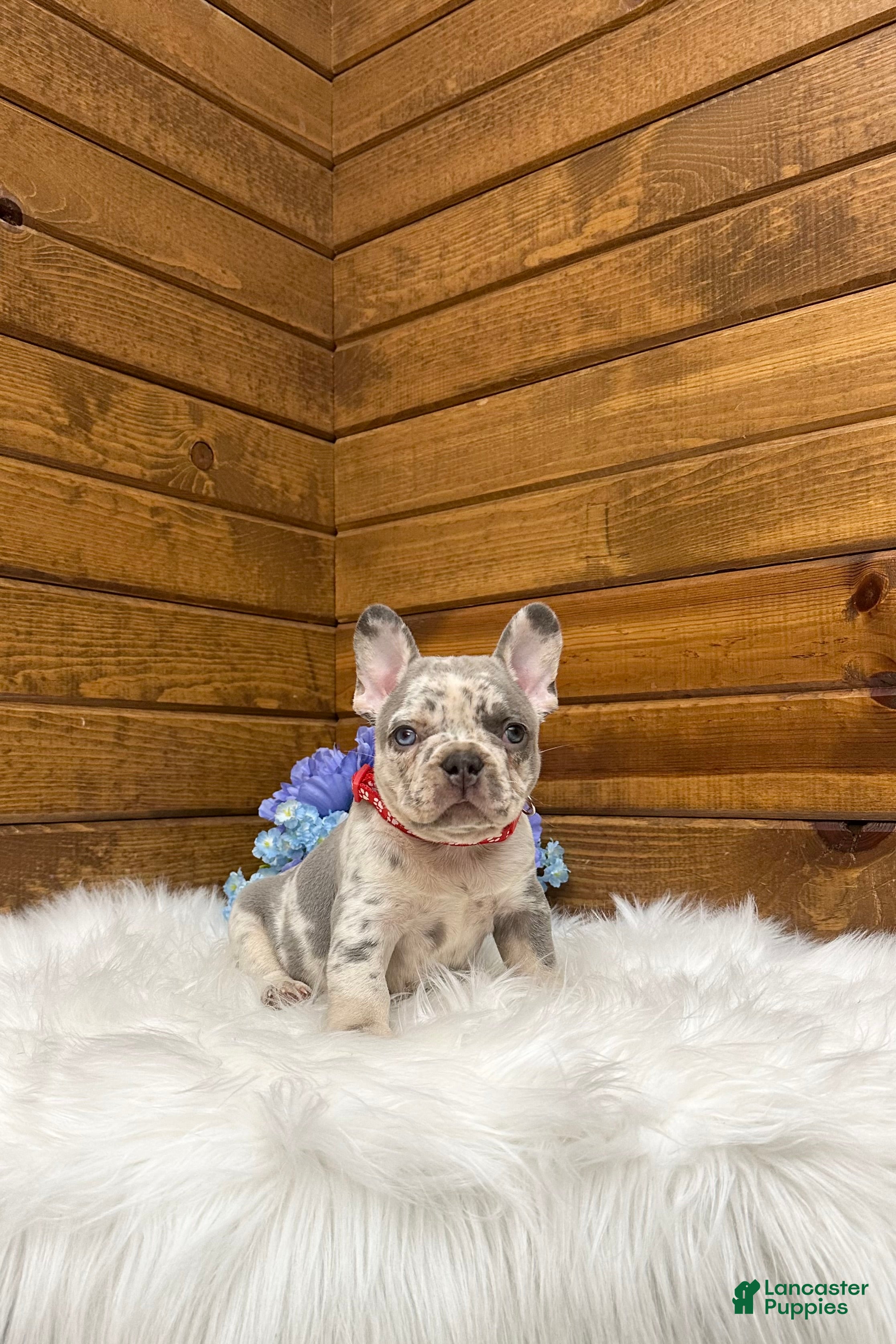 French Bulldog dogs Kowen - Ad 1