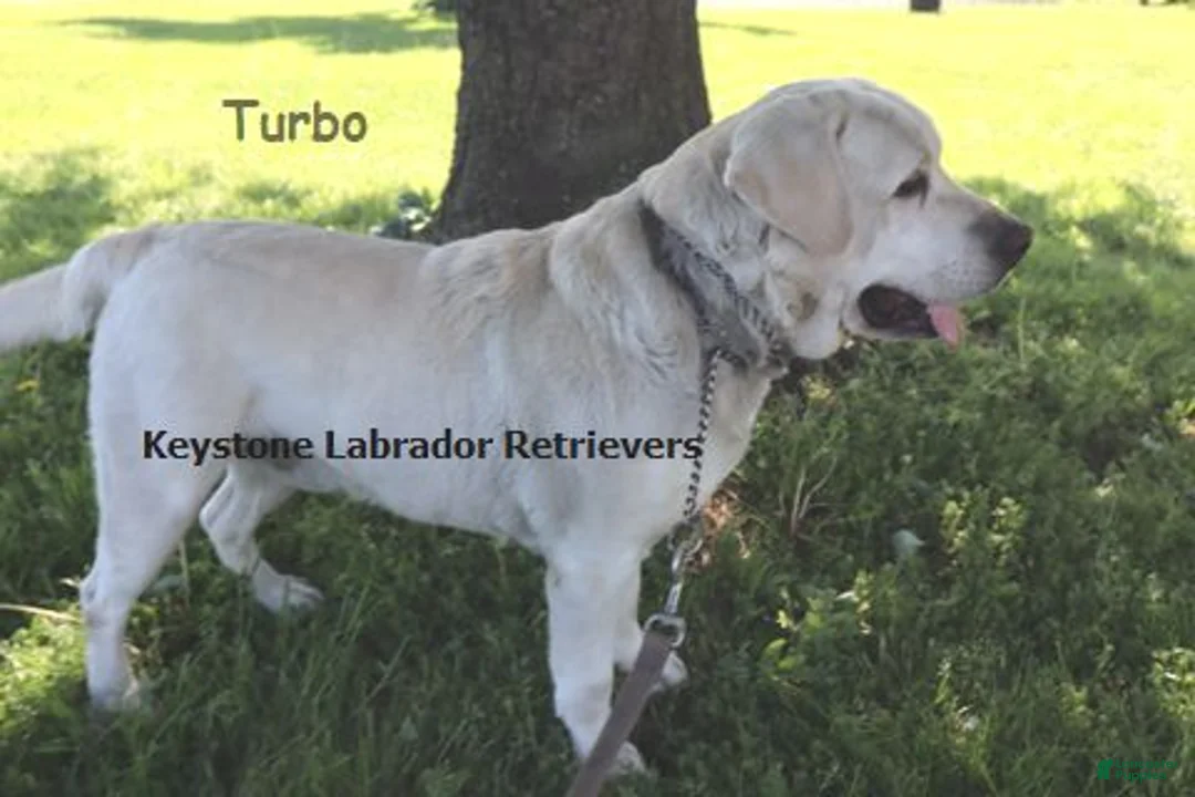 Labrador Retriever dogs for sale: Diesel -Ch lines - Special price - Ad 6