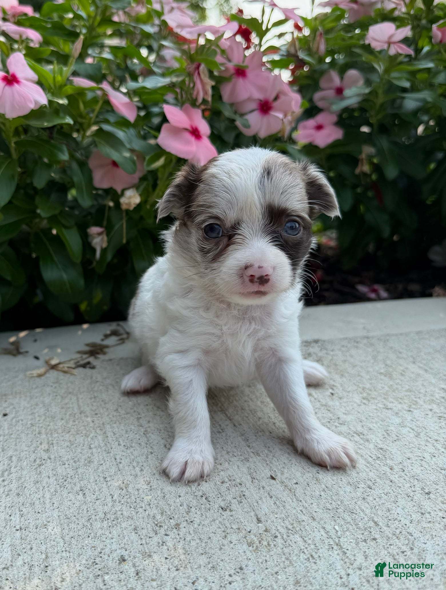 Chihuahua dogs Luna - Ad 1