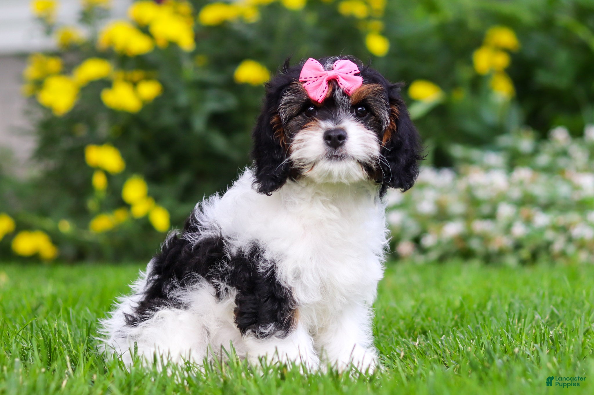 Cavapoo dogs Sunnie - Ad 2