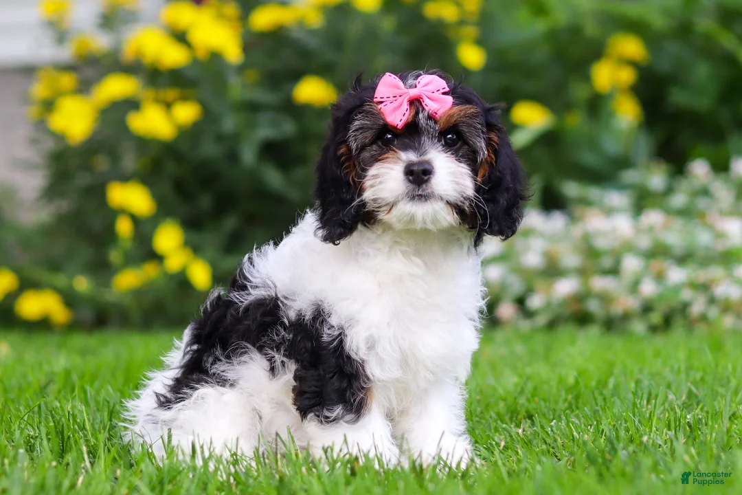 Cavapoo dogs for sale: Sunnie - Ad 2